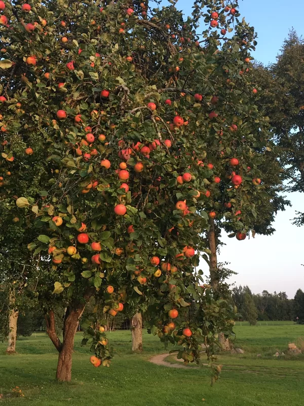 Rudens